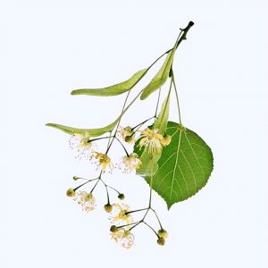 ihlamur