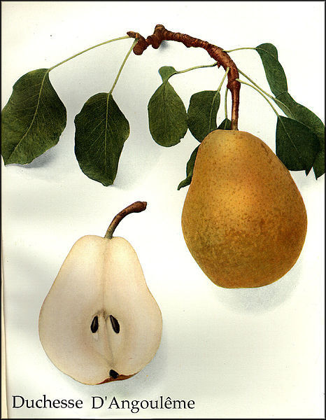 Duchesse_d'Angouleme